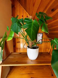 Rannaroosi Guesthouse - 5