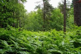 Defcamp - Expérience nature - Camping en voiture - Rixansart - by La Conciergerie - 2