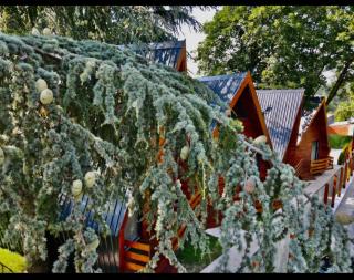 Kucice Grocka-Greenwood Cabins - 6