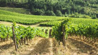 Domaine-Vignoble-piscine-jacuzzi-sauna - 6