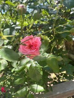 Lucy Guest House - 8