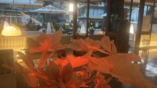 Hotel Pinocchio - 1