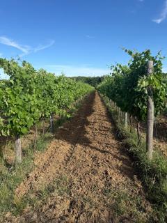 Borgo Iris - Wine Farm in Cortona - 5