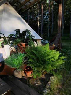 Miami Jungle Glamping Experience - 7