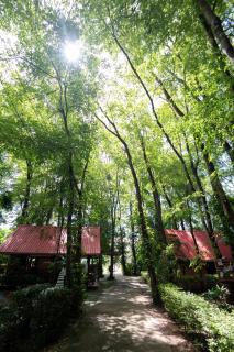Akchanok Homestay - Nature Retreat - 3