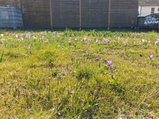 Wiese - 4