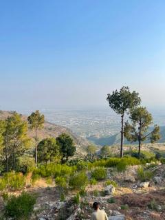 Pine Tree Resort - 7