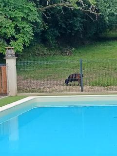 le cocon du Périgord noir - piscine privée-animaux bienvenus - 6