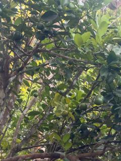 SANDAHIRU home stay - 2