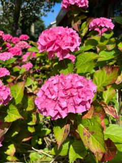Brissago - 3