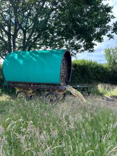 Vardo gypsy wagon - 8