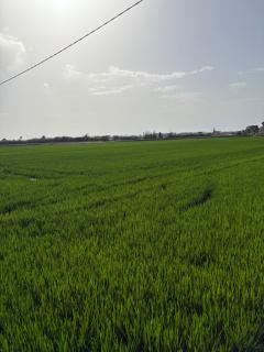 Valencia, Pinedo playa , albufera - 4