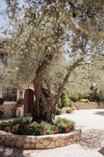 OLIVE QUEEN Rustic Estate - 3