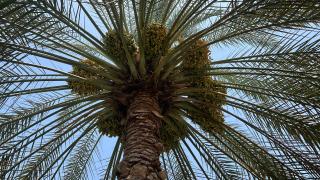 Turkish Muscat hostel - 4