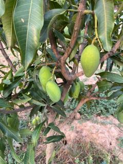 RajKamal's Farm - 4