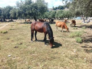 Camping Shpella e Pirateve - 7