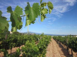 Mas Provençal La Cantabile 10 personnes - 1