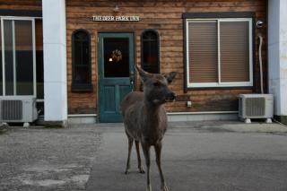 The Deer Park Inn - Nara - 8