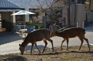 The Deer Park Inn - Nara - 1