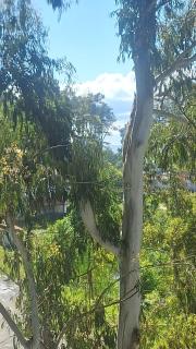 UREKI Eucalyptus Garden - 0