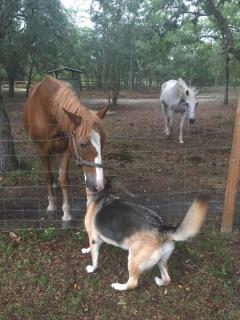 Off the Beaten Dog Horse Path - 8