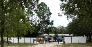 Off the Beaten Dog Horse Path - 2
