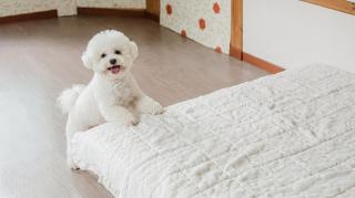 Chuncheon Remember Pet Pension - 8