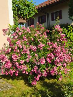 See & Natur Apartment Uffing - Uffing - 6