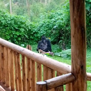 Ruhondeza Lodge - 2