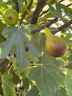 Le jardin de Rosalie - 6