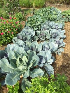 Le jardin de Rosalie - 4