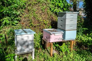 Magic Jungle Farm - Butterflies, Gardens, Wooded Trails & Beaches - 4