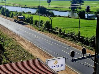 Town Tulip - 7