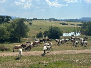 Roulotte Nature - 8
