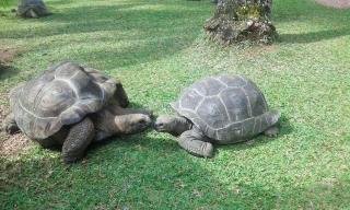 Chalets Anse Possession - 3