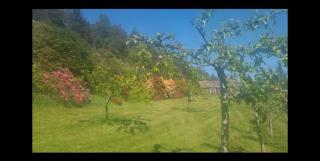 Cabin and Guest house - 1