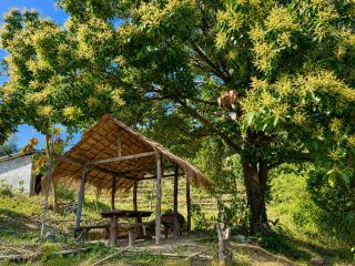 Teepo Ke Hillside Jungle Lodge - 2
