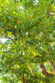 South Goa 2BHK Villa with Private Lawn - 7
