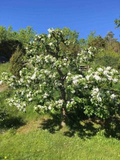 Villa på Rossö, Strömstad - 9