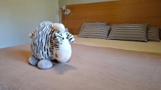 Saimaan Rantavilla Zebra - 1