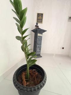 Thilina home stay - 5