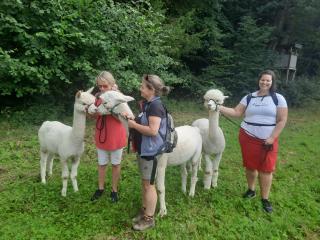 Sweet Home Alpacas - 1