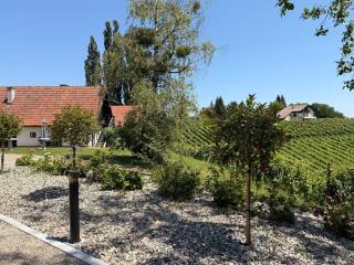 Wohnen am Weinberg vormals Weingut Kofler - 5