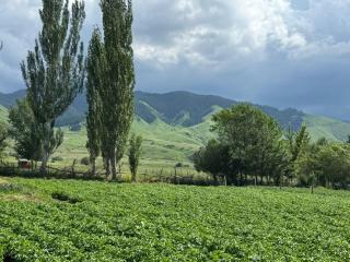 Altyn-Bulak - 7