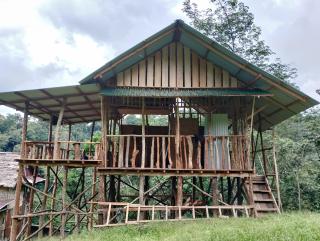 ORANGUTANTREKSUMATRA & LOVELY JUNGLE LODGE only book IF you are treking with us - 9