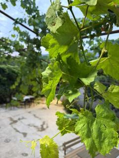 The Hidden Orchard near Saranda - 7