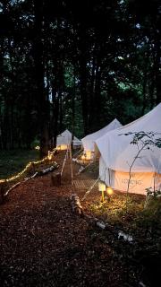 Espace Rambouillet parc forestier et animalier BIVOUAC Loup - 4