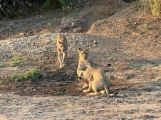 Affordable Lower Zambezi Safari Stay - 5