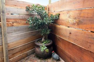 Guinea's Nest - 7