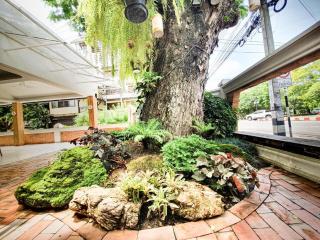 Big Tree Old Town Hotel - 4